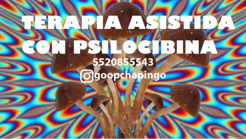 Terapia Asistida con Psilocibina